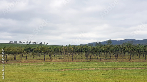 Vineyards in the Upper Hunter Valley
