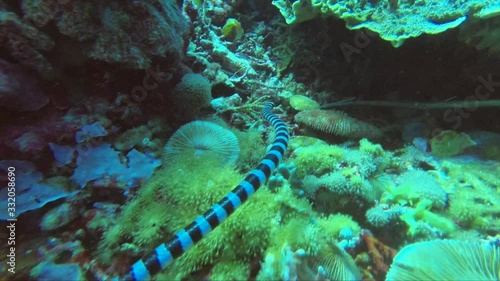 sea snake swim underwater among coral looking for prey