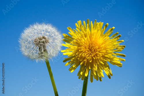 Yellow dandelion and flower with ripened seeds against the blue sky. Spring landscape.