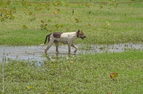 Fototapeta Naklejka Na Ścianę i Meble -  Black and white dog walks in water with weeds