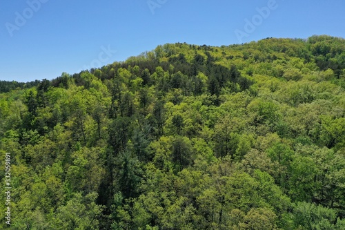 Beautiful lush green trees in the spring in the Upstate South Carolina Mountains © Casey
