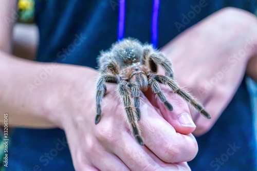 Giant spider is on hand. It is a popular pet in Thailand.