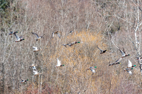 A flock of a mallard ducks flying in the air.    Vancouver BC Canada