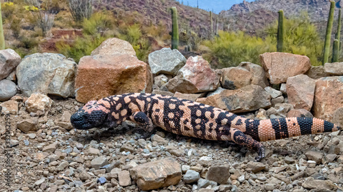 Gila Monster crawling through the Arizona Desert