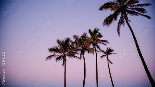 palm tree against sunset pink purple blue sky tropical resort summer vacation cute pastel colour airly sky