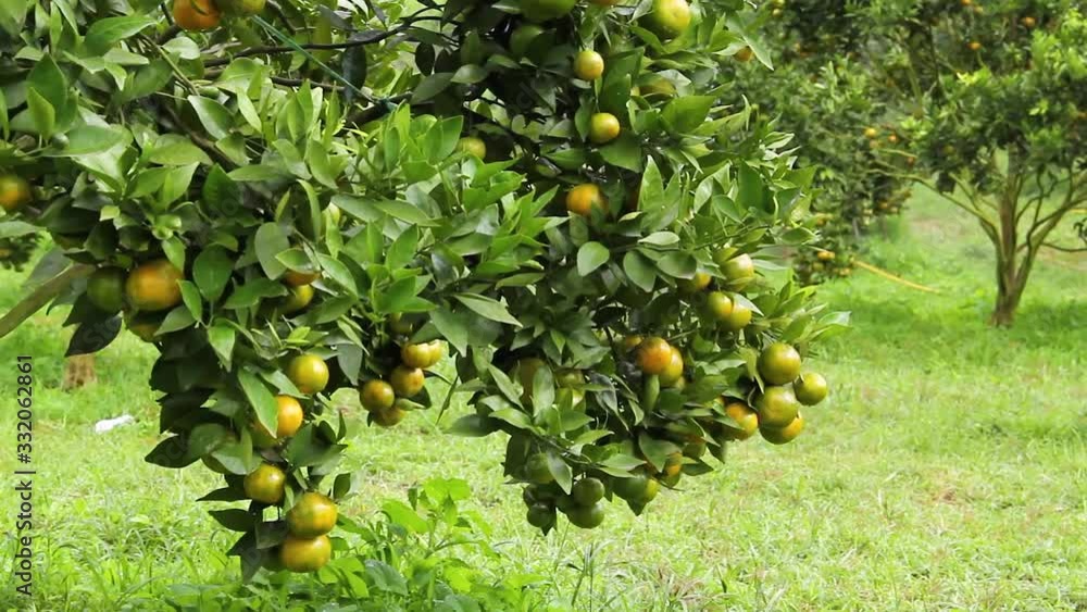 Branches of tangerine trees with hanging fruits. In the background, a gardener treats trees with pest liquid. Close-up. Camera movement Branches of tangerine trees with hanging fruits. In the background, a gardener treats trees with pest liquid. Close-up. Camera movement