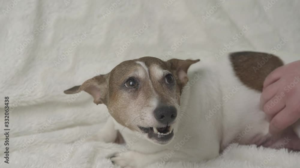 beautiful small dog lies on white towel and growls at lady hand petting animal stomach and back with spot at home close view beautiful small dog lies on white towel and growls at lady hand petting animal stomach and back with spot at home close view