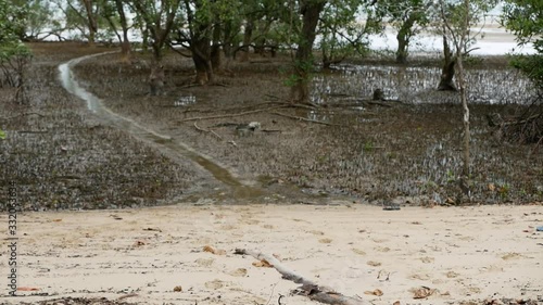 tilt up swamps and wetland of mangrove forest. 
 Mangroves in Thailand.
