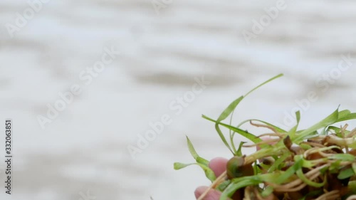 close up sea grass in hand.