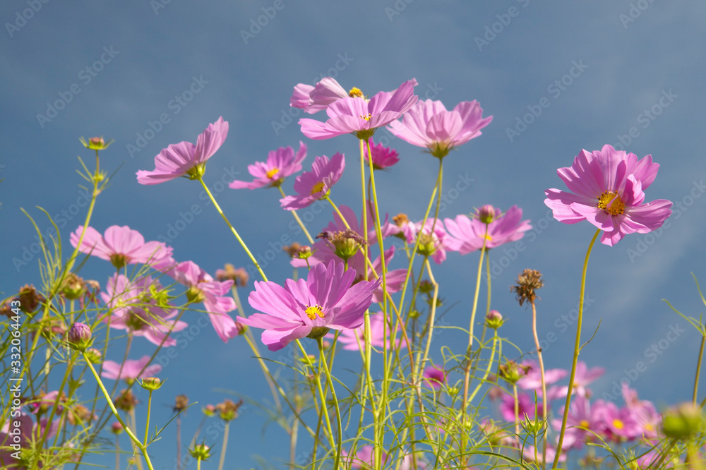 Pink and purple flowers blooming along interstate highway in SC Pink and purple flowers blooming along interstate highway in SC
