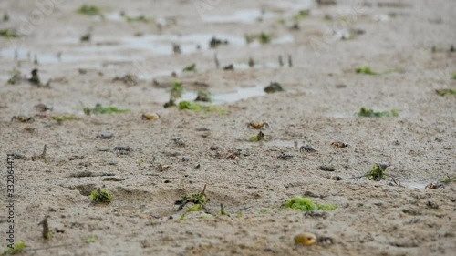 many crabs walking on the sand.