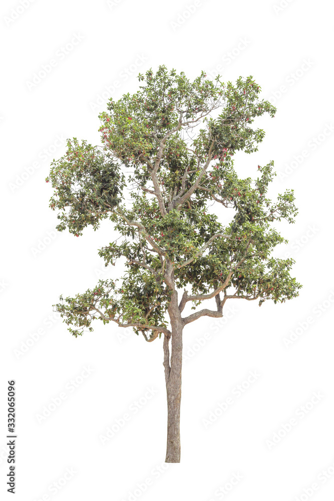  trees on a white background, clipping marks