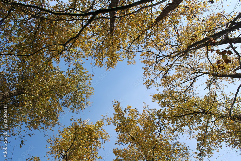 Fototapeta premium yellow tree in autumn