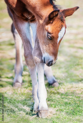 Foal on the spring grass in the farm