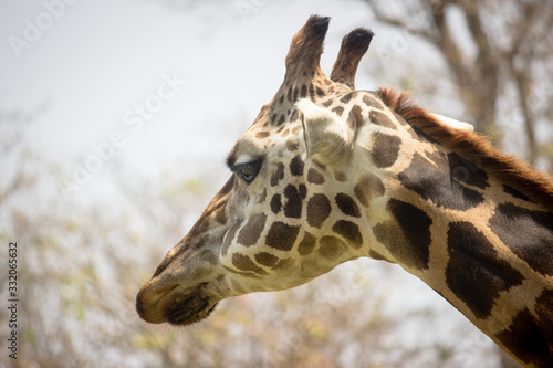 Photography Giraffe