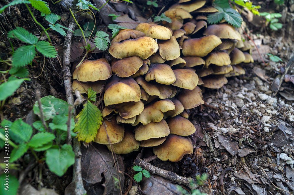Wild Mushrooms in woods in Shimla India Wild Mushrooms in woods in Shimla India