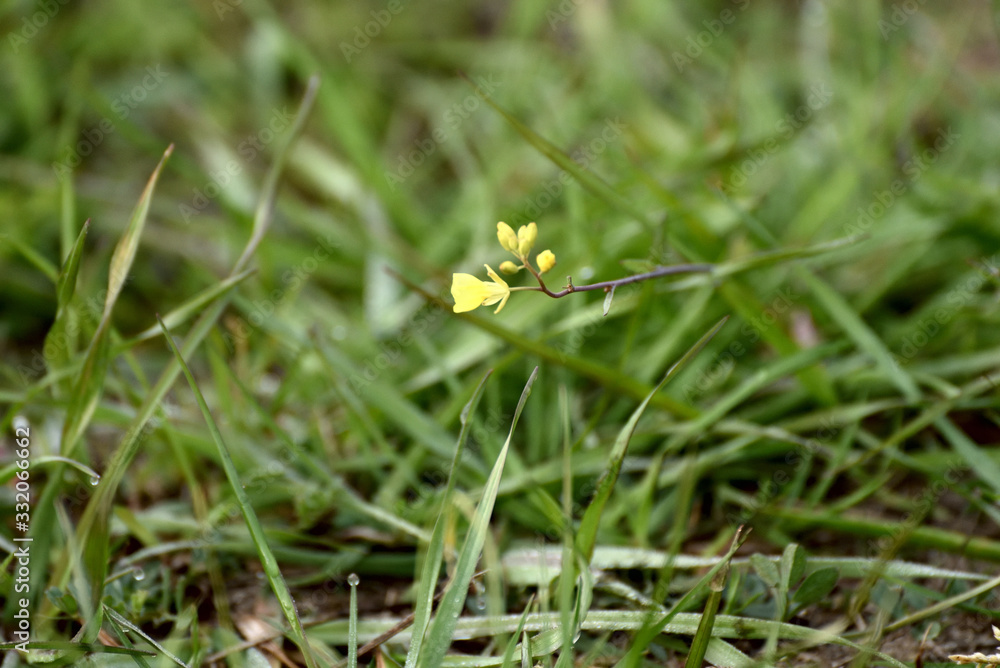 花 花