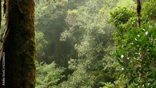 Slight cloudy mist moving across the air in dense jungle rainforest photo