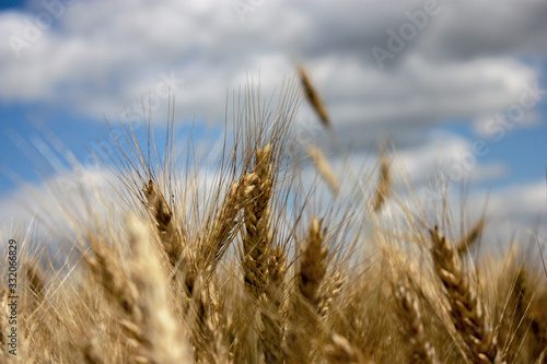 Wheat field against the background of the summer sky. Golden spikelets on agricultural land. A mature wheat is close-up.
