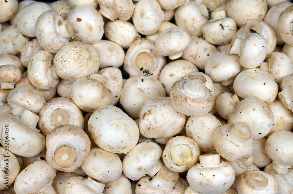 Champignons - whole uncoocked mushrooms background - top view of white field mushrooms piled for sale at the food market, ripe and fresh with a little of soil