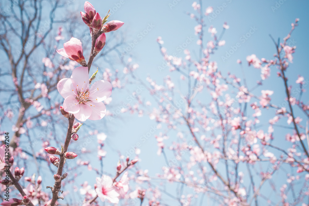 Obraz premium アーモンドの花