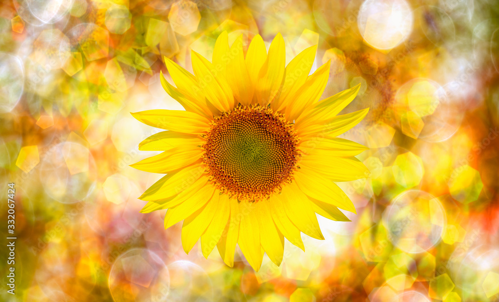 Obraz premium Amazing sunset over sunflowers field with bokeh background