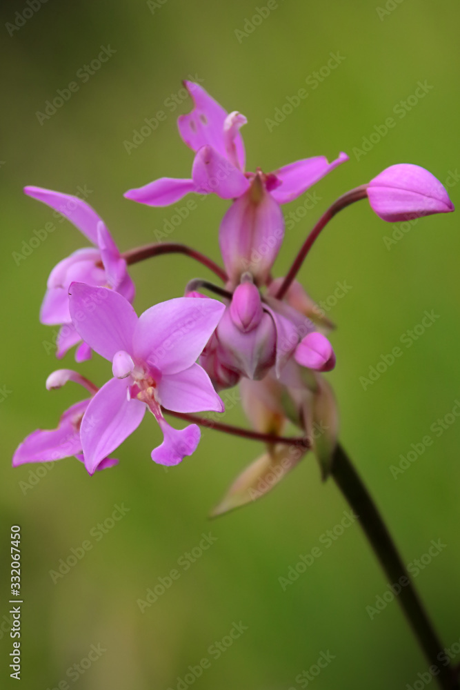 Fototapeta premium Beautiful Pink Orchid in my green garden