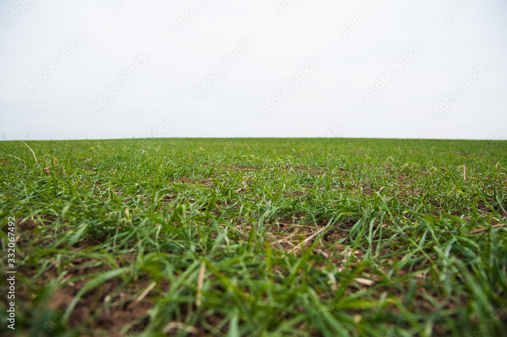 Obraz premium Winter wheat seedlings