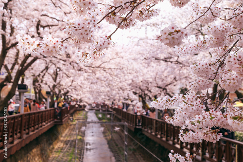 Cherry blossoms on Yeojwacheon Stream. Jinhae-gu, Changwon, Korea.  © Rimma
