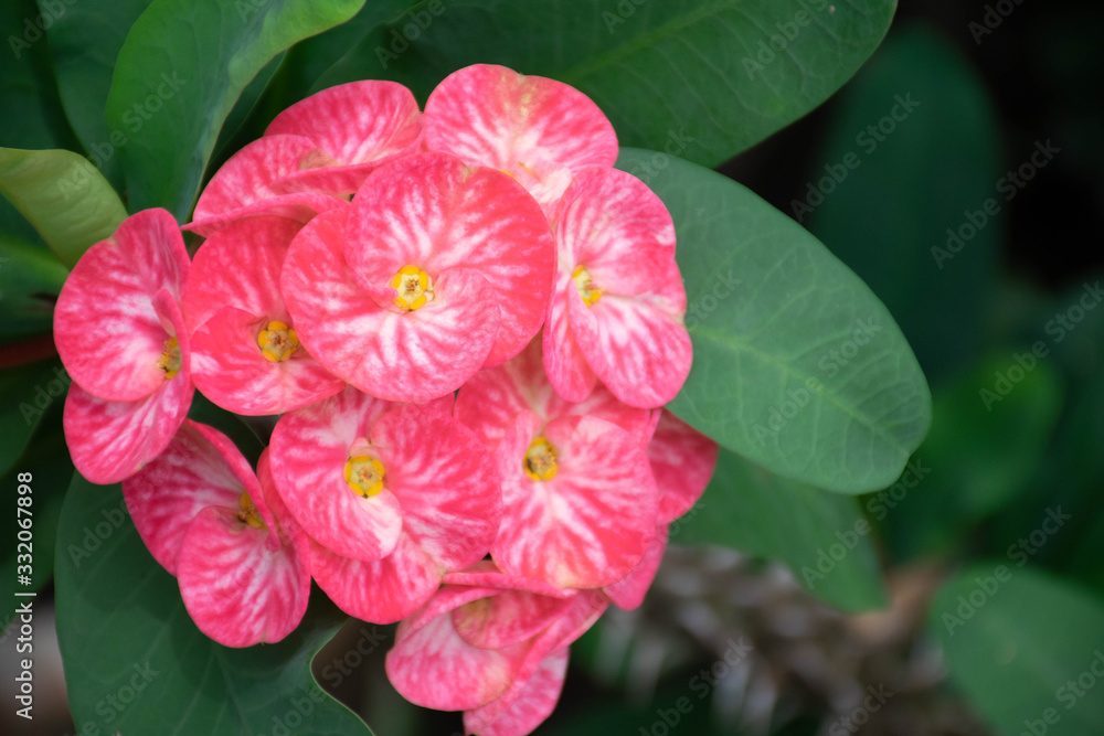 Obraz premium Red auspicious flower background for text