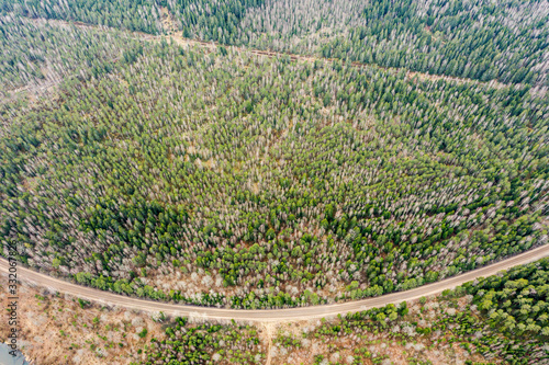 aerial view from flying drone over beautiful green coniferous forest background with dirt road