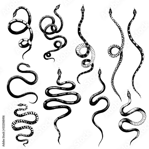 vector set of different snakes pencil drawing, vintage style graphic black and white, viper photo