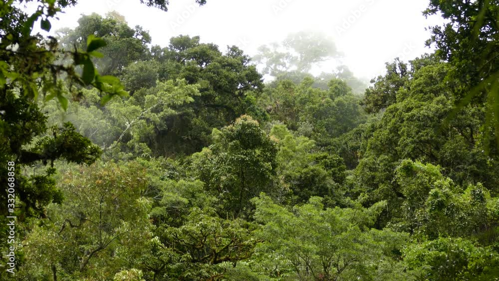Never ending beautiful lush mountain cloud forest of Costa Rica Never ending beautiful lush mountain cloud forest of Costa Rica
