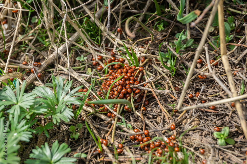 many ladybugs. hundreds of ladybugs on earth many ladybugs. hundreds of ladybugs on earth