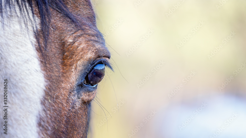 Obraz Horse with eye in focus