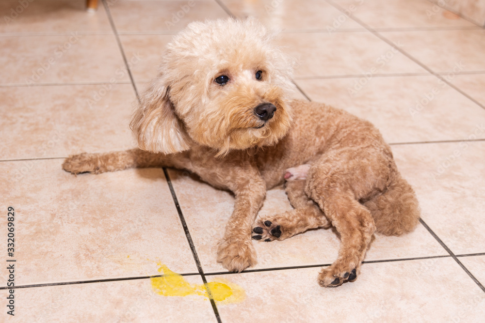 Toy poodle dog vomits yellow substance suspected to be bile Stock Photo