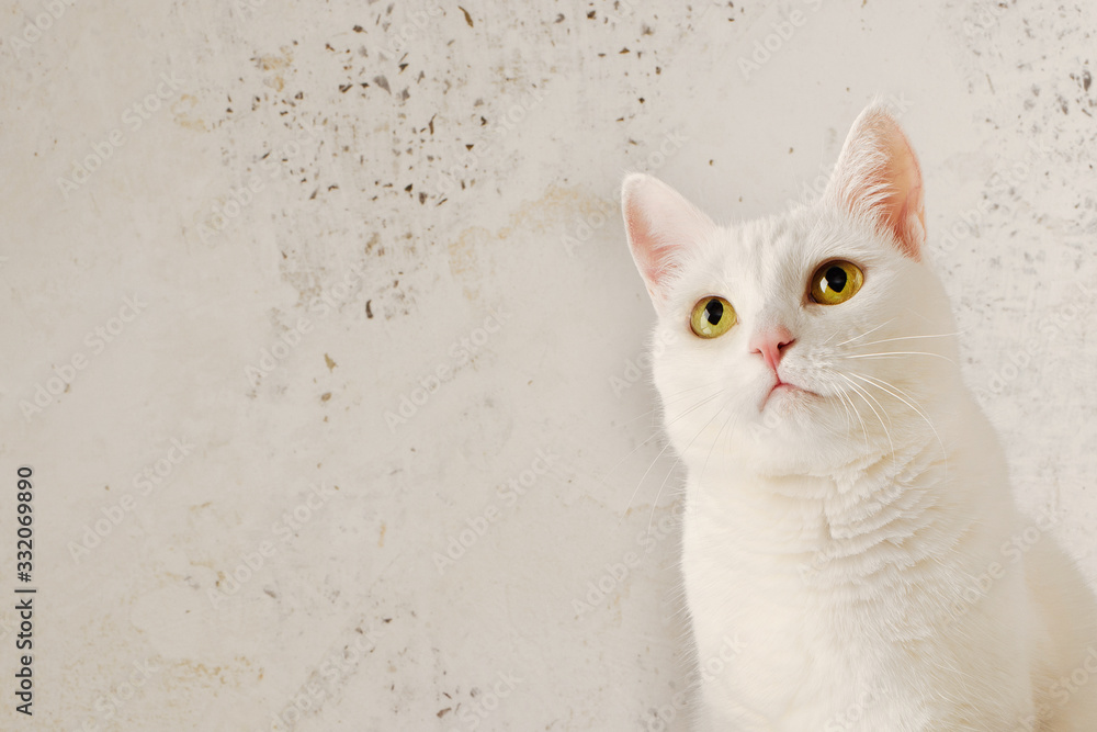 Beautiful cute white cat on a light background. Yellow eyes, looking to the side, side view, fluffy.
