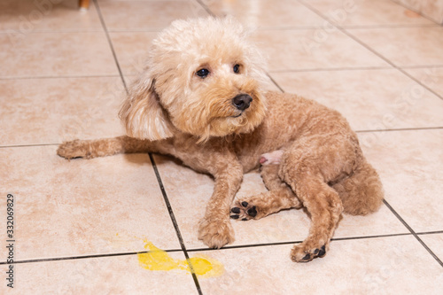 Obraz na płótnie Toy poodle dog vomits yellow substance suspected to be bile