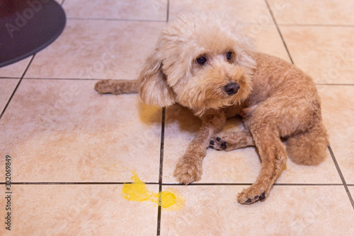 Toy poodle dog vomits yellow substance suspected to be bile