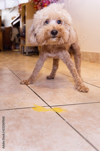 Toy poodle dog vomits yellow substance suspected to be bile