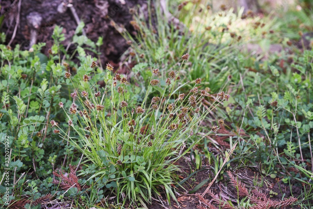 Luzula capitata (Shortawn foxtail) is a perennial plant that grows in a field, and in the spring, the flower stalk is densely packed with reddish-brown flowers. Luzula capitata (Shortawn foxtail) is a perennial plant that grows in a field, and in the spring, the flower stalk is densely packed with reddish-brown flowers.