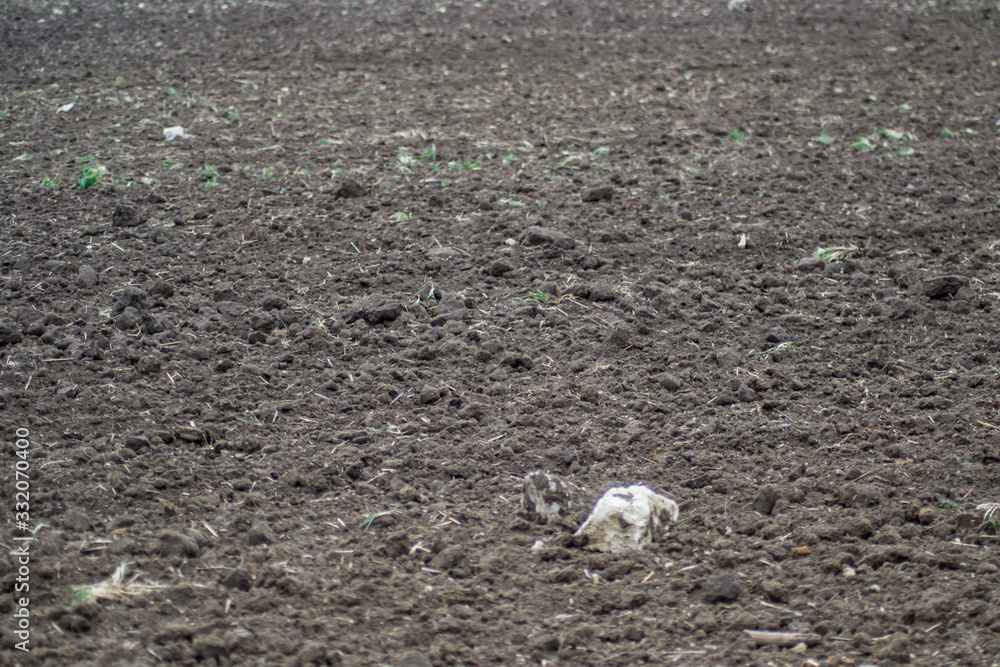 Freshly plowed virgin field, natural background, soil for planting, agricultural field, meadow Freshly plowed virgin field, natural background, soil for planting, agricultural field, meadow