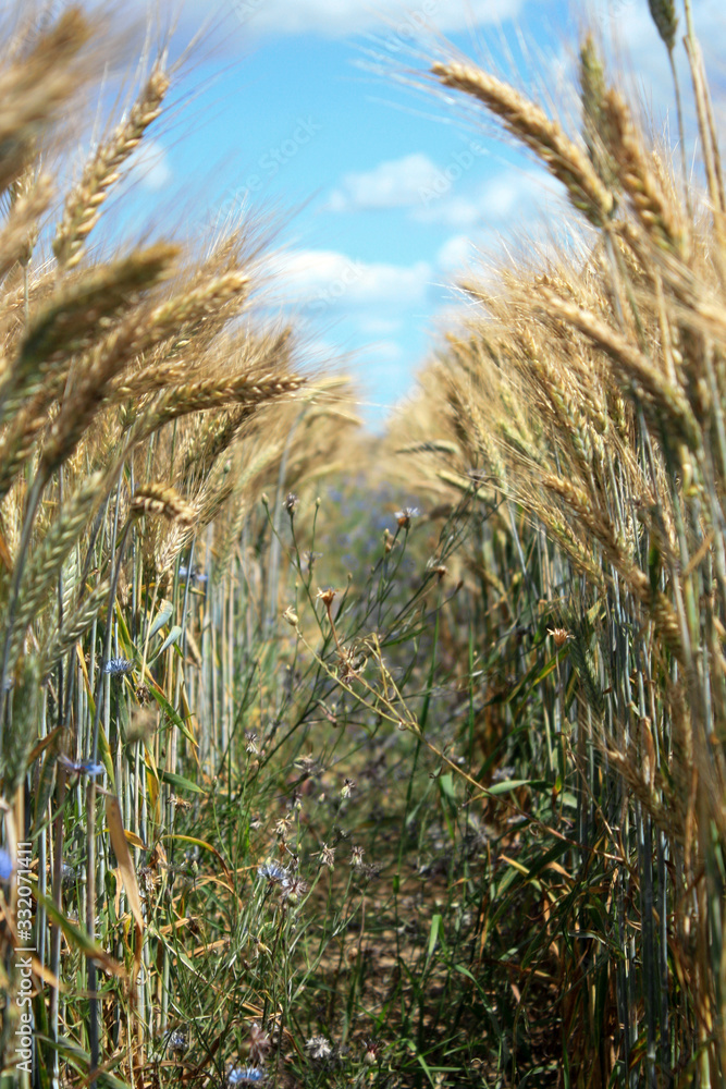 Wheat field against the background of the summer sky. Golden spikelets on agricultural land. A mature wheat is close-up. Wheat field against the background of the summer sky. Golden spikelets on agricultural land. A mature wheat is close-up.
