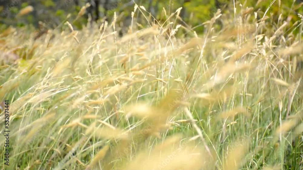 Corner near the grass With the wind blowing In the summer The atmosphere provides warmth and comfort. On a blurred background of rural grassland in Thailand Corner near the grass With the wind blowing In the summer The atmosphere provides warmth and comfort. On a blurred background of rural grassland in Thailand