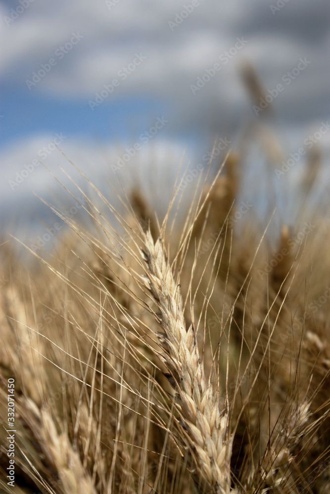 Wheat field against the background of the summer sky. Golden spikelets on agricultural land. A mature wheat is close-up. Wheat field against the background of the summer sky. Golden spikelets on agricultural land. A mature wheat is close-up.