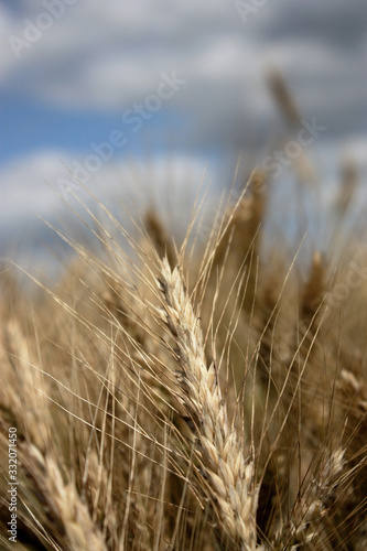 Wheat field against the background of the summer sky. Golden spikelets on agricultural land. A mature wheat is close-up.