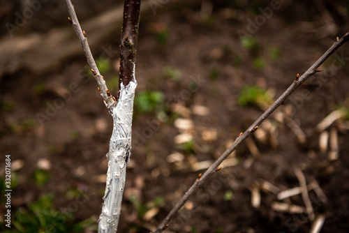 Whitewashing of fruit trees in spring. Care of the garden. 