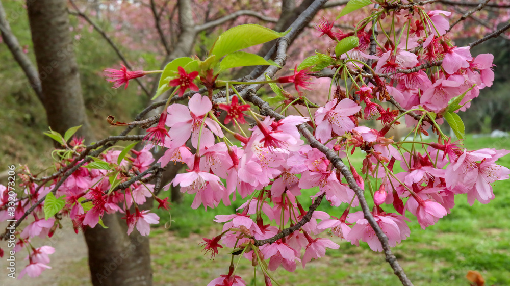 Fototapeta premium 鮮やかな桜の枝