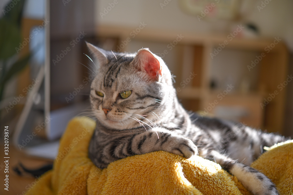 テレワーク中のデスクを我が物顔で占領する猫 Stock Foto Adobe Stock