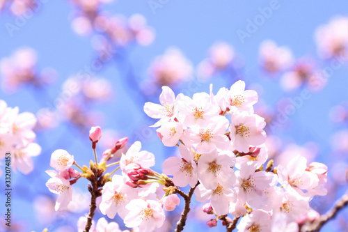 桜咲く © apple713